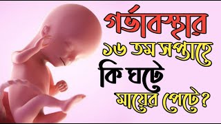 গর্ভাবস্থার ১৬ তম সপ্তাহে কি দেখে নিন । 16 Weeks Pregnant । Pregnancy Week by Week Bangla