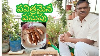 95-🥐#natural#turmeric#ప్రతి ఇంటా వుండాలి పసుపు,పూజ కు వంటకి ఇంటికి ఒంటికి అన్నిటికీ కావాలి.