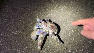 ヤシガニ Coconut Crab Birgus latro