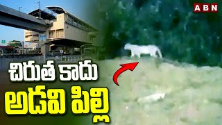 చిరుత కాదు అడవి పిల్లి | Miyapu Leopard | Forest Cat | ABN Telugu