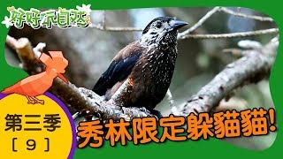 【好好玩自然】秀林限定躲貓貓！星鴉 黑腳深山鍬形蟲｜第9集_第三季｜花蓮｜柳丁哥哥 阿傑老師｜生態探索｜YOYO