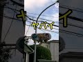 【交通信号機編22】神奈川県横浜市の信号機がヤバい！ヤバすぎるwww