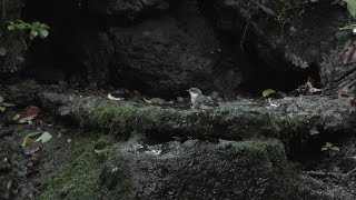 山中湖 大洞の泉のヒガラ（幼鳥）の水浴び　その１（4K動画）