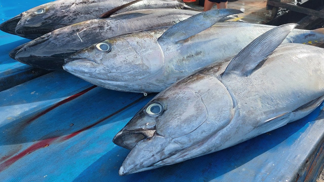 Live 16 Sept 24 Cutting Yellowfin Tuna By Skilled Hands At Sorong Fish