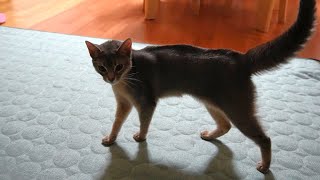 【やんのかステップ猫】毛が逆立つほどのもの!?を見た猫【スコティッシュフォールド】【アビシニアン】