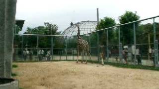 京都市動物園　キリン動画 045駆ける20070803