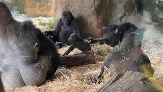 家族が見守る中遊ぶスモモちゃん【2023年6月29日】【上野動物園】ゴリラ