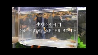 【熱帯魚飼育】プラティ稚魚24／Platy fish breeding. Giving birth.【Aquarium】