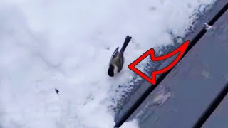 She rescues a freezing bird from her doorstep, what happens next will amaze you