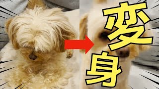 【子犬】ぼさぼさだったチワプーをトリミングしたら可愛すぎた件