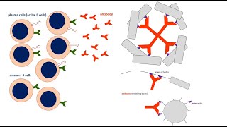 B Cell Activation and Antibody Secretion and Function