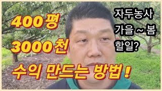 추희자두 농사 400평 3,000만원 수익 만드는 방법/자두농사에 꼭 필요한 핵심 비법 3가지/Plum Farming Make Highest Profits. (농사의신)