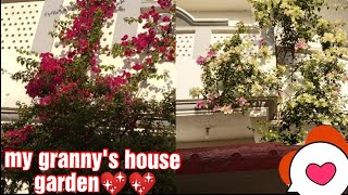 Home garden || My granny's house garden🌹|| Beautiful flowers photos|| By kashish food corner😍
