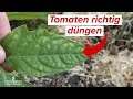 Tomaten richtig Düngen! Diese Möglichkeiten hast du! Tomatendünger vs. Hausmittel!