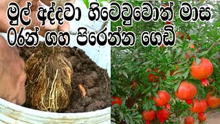 බදුනක සාර්ථකව දෙළුම් වගා කරමු pomegranate cultivation sri lanka l aluth wagawa අලුත් වගාව