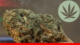 Game Changer All About This Strain