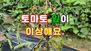 토마토 잎이 이상해요. 토마토 시들음병