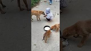 cute baby Play with cute Pappy 🐕🐕#maa #maasongs #shorts #viral #trending #motivation