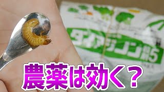 コガネムシとネキリムシは農薬がどれだけ効くのか？【ダイアジノン粒剤5】