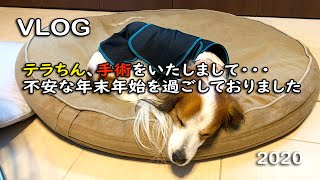 【手術】愛犬テラちん、手術しまして不安な年末年始でした【肥満細胞腫】