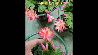 AN068 너무 예뻐요 #더로즈하우스농원 #게발선인장전문 #꽃사랑