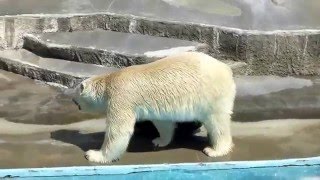 浜松市動物園ホッキョクグマ_黒い大きな浮きで遊ぶキロル