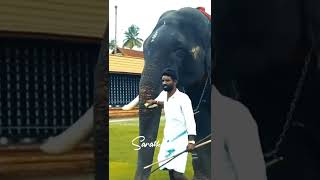 koodalmanikyam megharjunan 🥰 #shorts #shot #shots #elephant #koodalmanikyam #aana #megharjunan