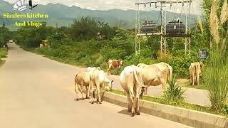 Bani gala || Islamabad || Rawal dam || Natural Beauty || Mountain