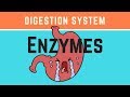 Biology- What are the enzymes of the digestive system?