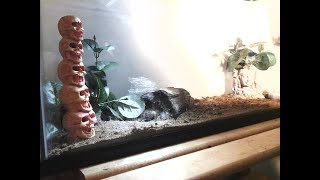 Lasiodora parahybana gets a new home - Salmon Pink Bird Eater