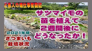 サツマイモの苗植え後２週間、どうなったか！庭の家庭菜園 でさつまいも栽培2021年版　農作業に挑戦中！私の野菜栽培記録