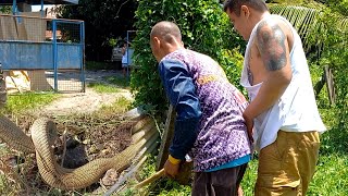 DAMBUHALANG COBRA MUNTIK PANG MAKATAKAS | JTG Kamandag