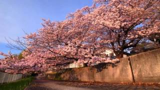 大阪吹田市南千里の朝。（20160406）