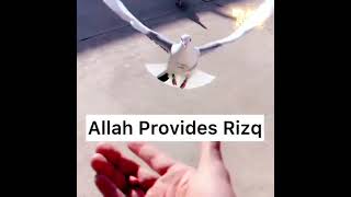 Ar Razzaq - 99 Names of Allah ❤️✨ #shorts #islam #allah