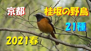 桂坂の野鳥 2021春