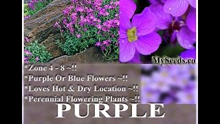 Purple Rockcress - Aubrieta deltoidea   FLOWER SEEDS on  www.MySeeds.Co