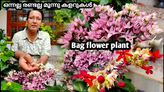 Bag flower plant care in malayalam| Glory bowl flower varieties and propagation tips