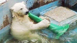 今日のえじきはカラーコーン💗ホッキョクグマのホウちゃん【天王寺動物園】