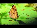 散紋盛蛺蝶 吸水 排水 common jester puddling peeing