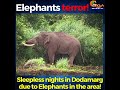 elephantterror sleepless nights in dodamarg due to elephants in the area