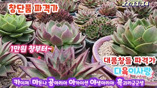 다육이사랑5탄/창다육단품/1만창부터~/대품창들 득템하세요/곰마리아.아카이션.글래머.적토마.카이져.마돈나.흑장미금군새.아이스에이지/