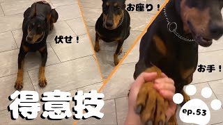 【大型犬】やっぱり賢いドーベルマン！お利口！お手、伏せ、待てぜーんぶできるかな？？Doberman's trick