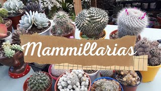 Cactus: Hoy hablamos de Mammillarias | Corazón de Cactus