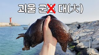 보고도 믿기힘든 미친 크기의 괴물 바다달팽이를 잡았습니다. 엄청난 무게감!! sea hare [TV 생물도감]