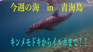 山口県　青海島　今週の海　vol.359