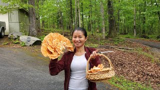 เห็ดเนื้อไก่ออกหน้าบ้านดอกสวยงามมากจ้า  chicken of the wood mushrooms 2022