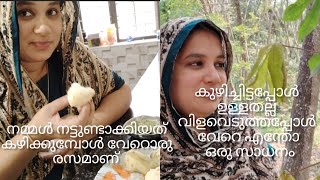 കാറ്ററിങ്ങിന്റെ ഇടയിൽ അടുക്കളത്തോട്ടത്തിലെ വിളവെടുപ്പും 😂😂😂 തനി നാടൻ നാട്ടുമ്പുറം രുചികൾ