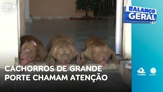 Cachorros de grande porte chamam atenção por onde passam por causa do estilo | Balanço Geral CE