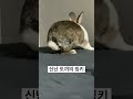 🥕토끼가 신났을 때 하는 행동 shorts