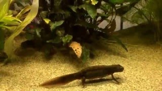 TRITURUS MARMORATUS | MARBLED NEWTS | HD [7]